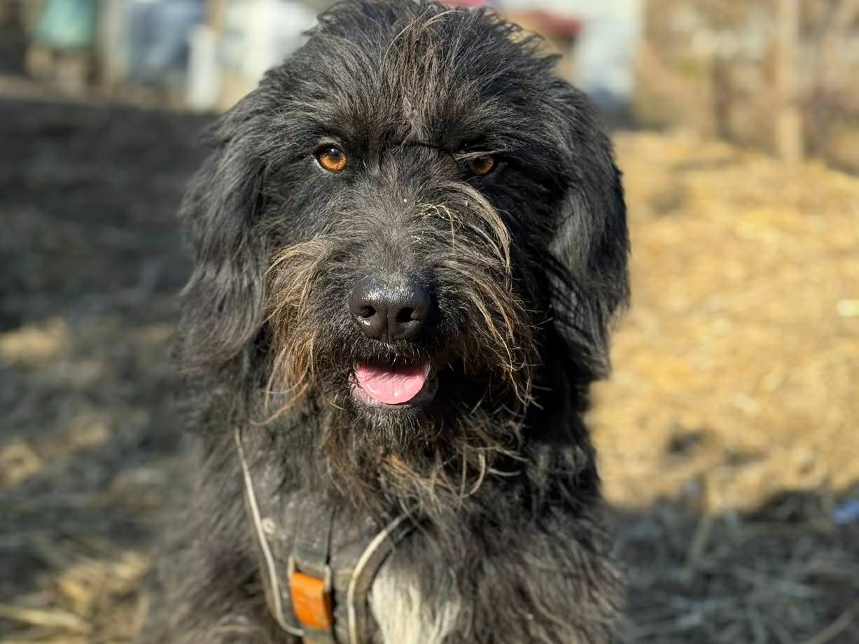 Adotta il cane LUCKY a Firenze