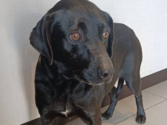 Adozione cane, maschio, Razza sconosciuta Razza sconosciuta, 6 anni e 1 mese, taglia media contenuta, Milano