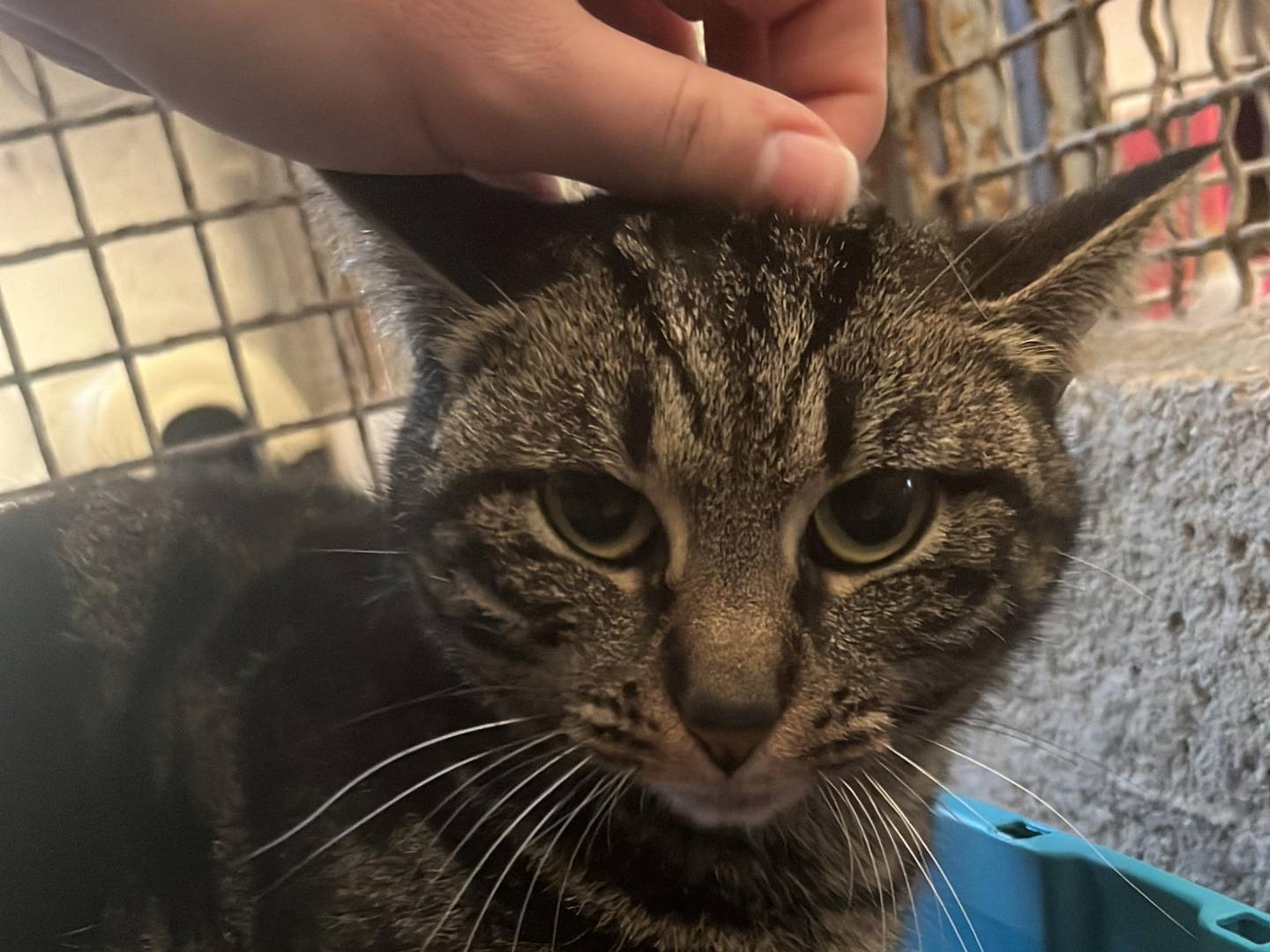 Adotta un gatto, femmina, 2 anni e 1 mese, Roma