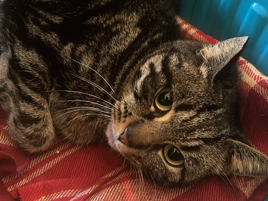 Adotta un gatto, taglia non valida, femmina, Roma