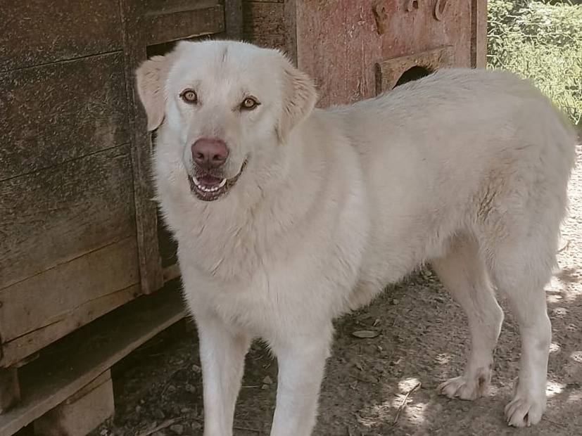 Adozione cane, maschio, Razza sconosciuta Razza sconosciuta, 3 anni e 3 mesi, taglia grande, Crotone