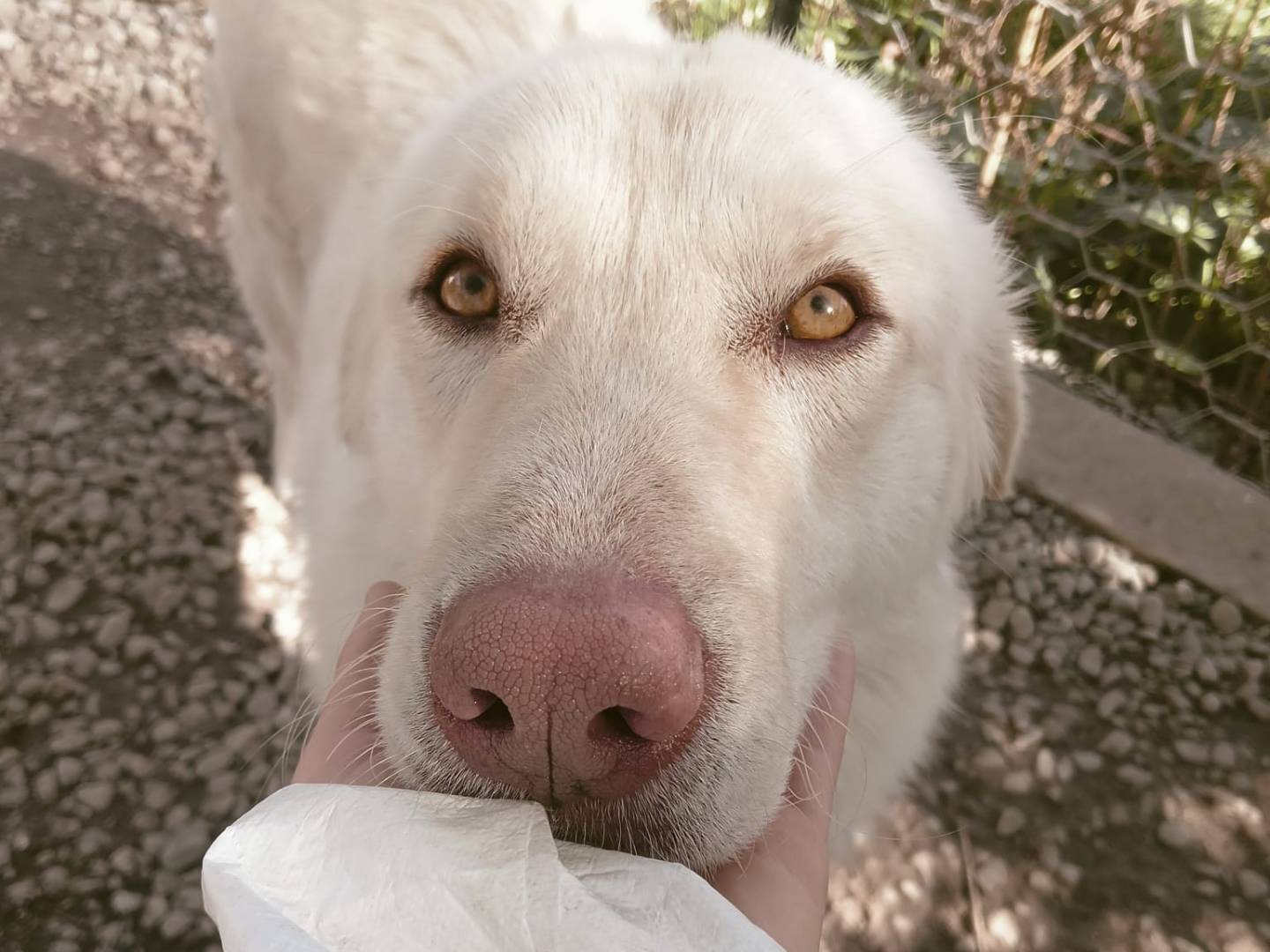 Adotta un cane, maschio, 3 anni e 3 mesi, Crotone