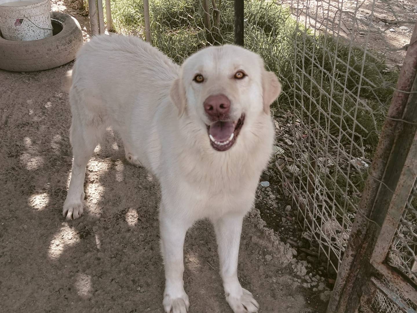 Adotta un cane, taglia grande, maschio, Crotone
