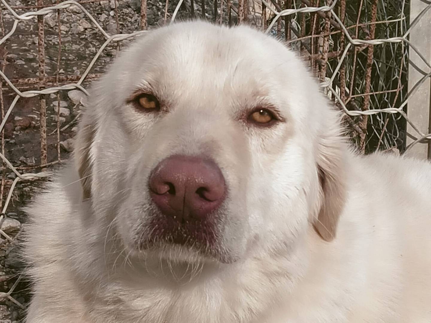 Adotta il cane Yuko a Crotone
