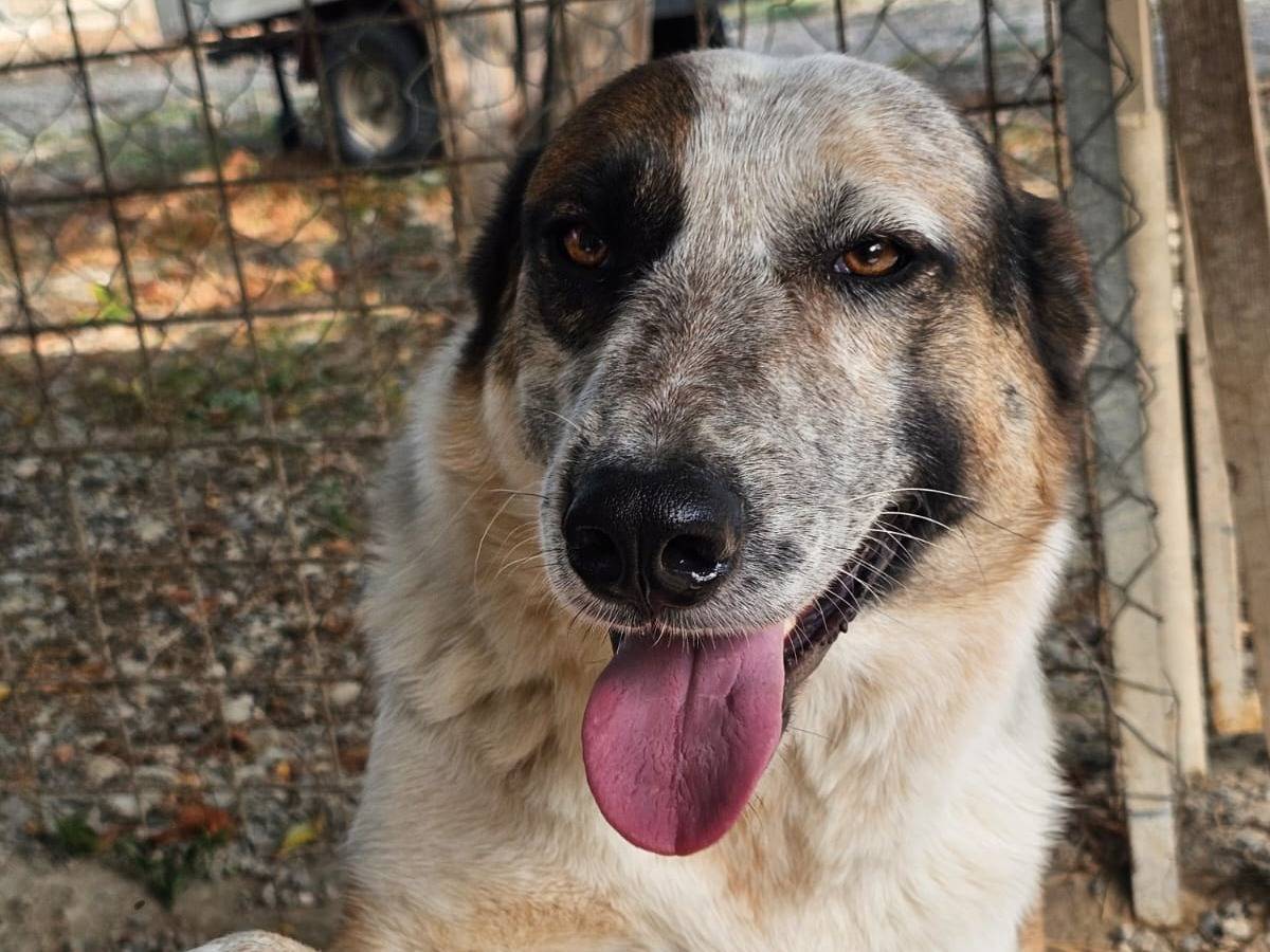 Vuoi adottare un cane a Crotone?