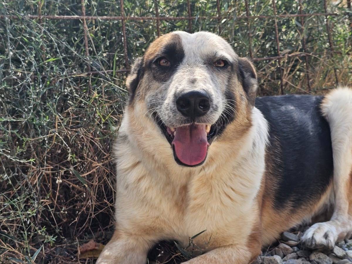 Adotta il cane Spike a Crotone