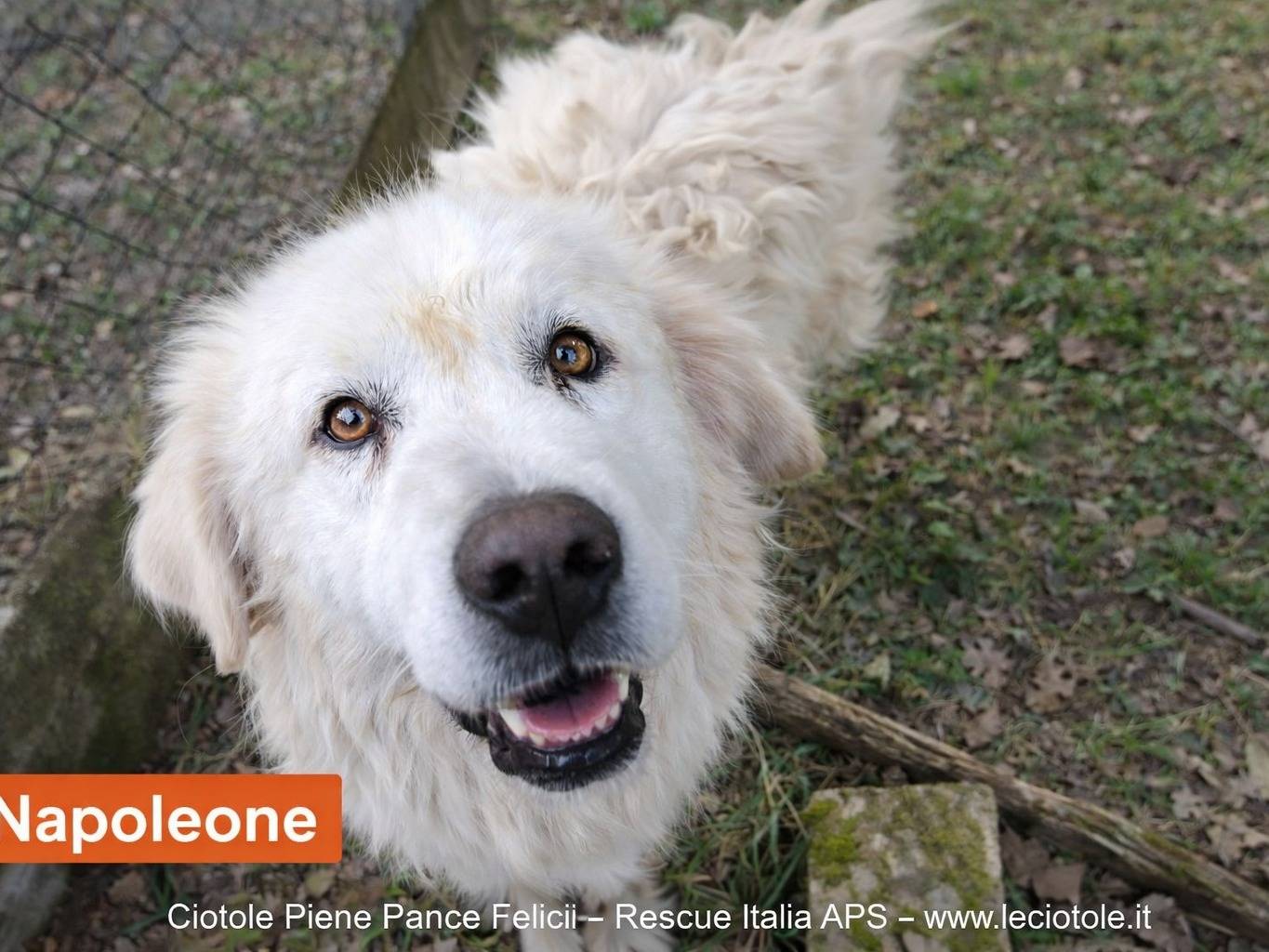 Adozione cane, maschio, Razza sconosciuta Razza sconosciuta, 3 anni e 9 mesi, taglia grande, Avellino