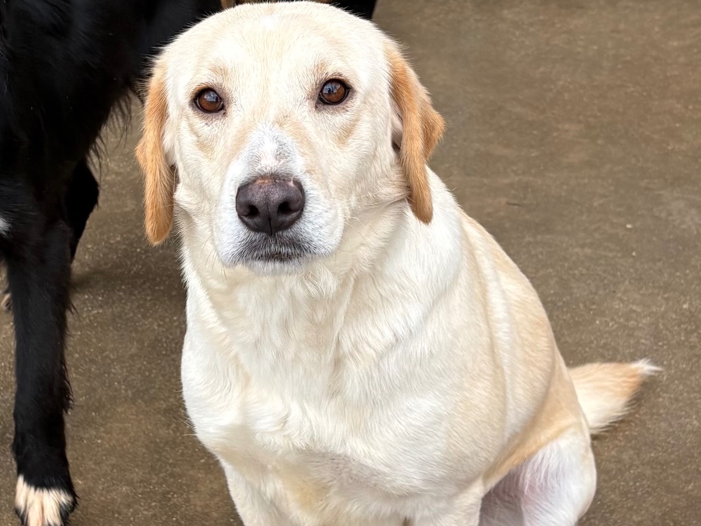 Adotta un cane, taglia media contenuta, femmina, Frosinone
