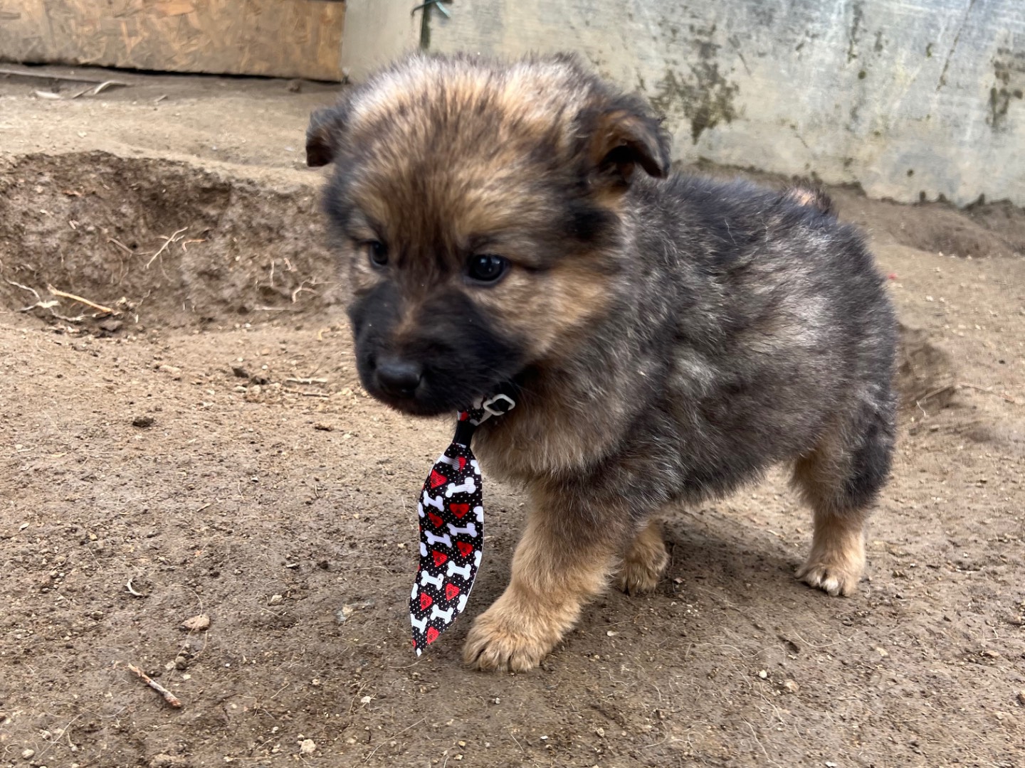 Vuoi adottare un cane a Viterbo?