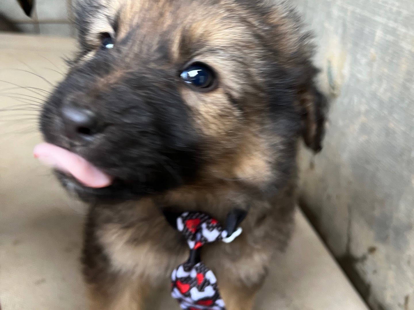 Adotta il cane Bear a Viterbo