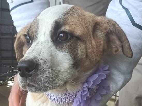 Adozione cane, femmina, Razza sconosciuta Razza sconosciuta, 4 mesi, taglia media, Crotone