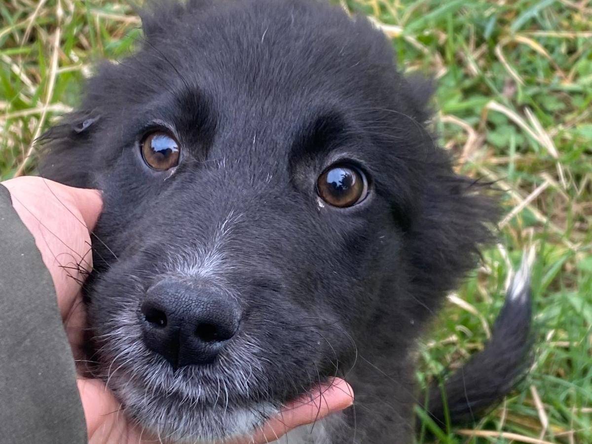 Vuoi adottare un cane a Avellino?