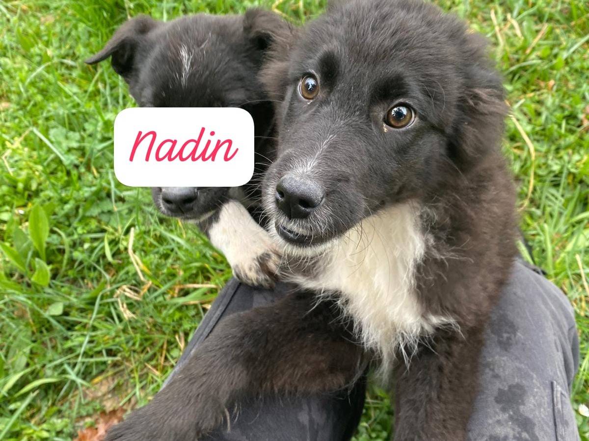 Adotta il cane Nadin  a Avellino