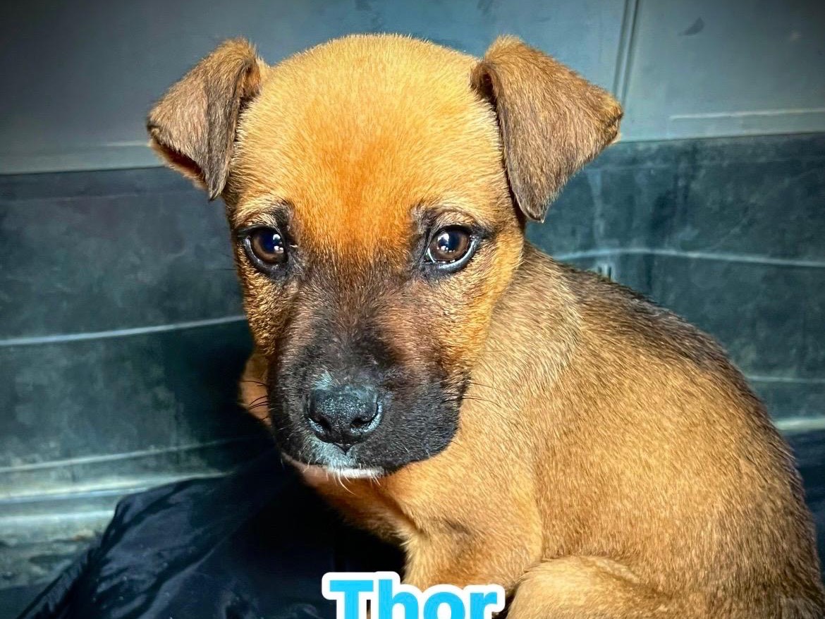 Adozione cane, maschio, Pitbull Razza sconosciuta, 3 mesi, taglia media, Bari