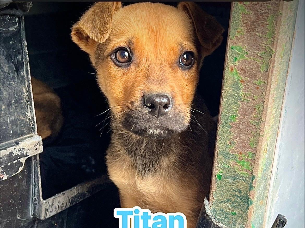 Adotta un cane, maschio, 3 mesi, Bari