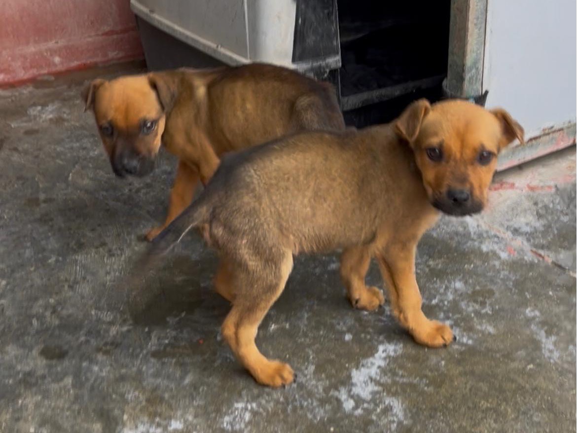 Adotta un cane, taglia media, maschio, Bari