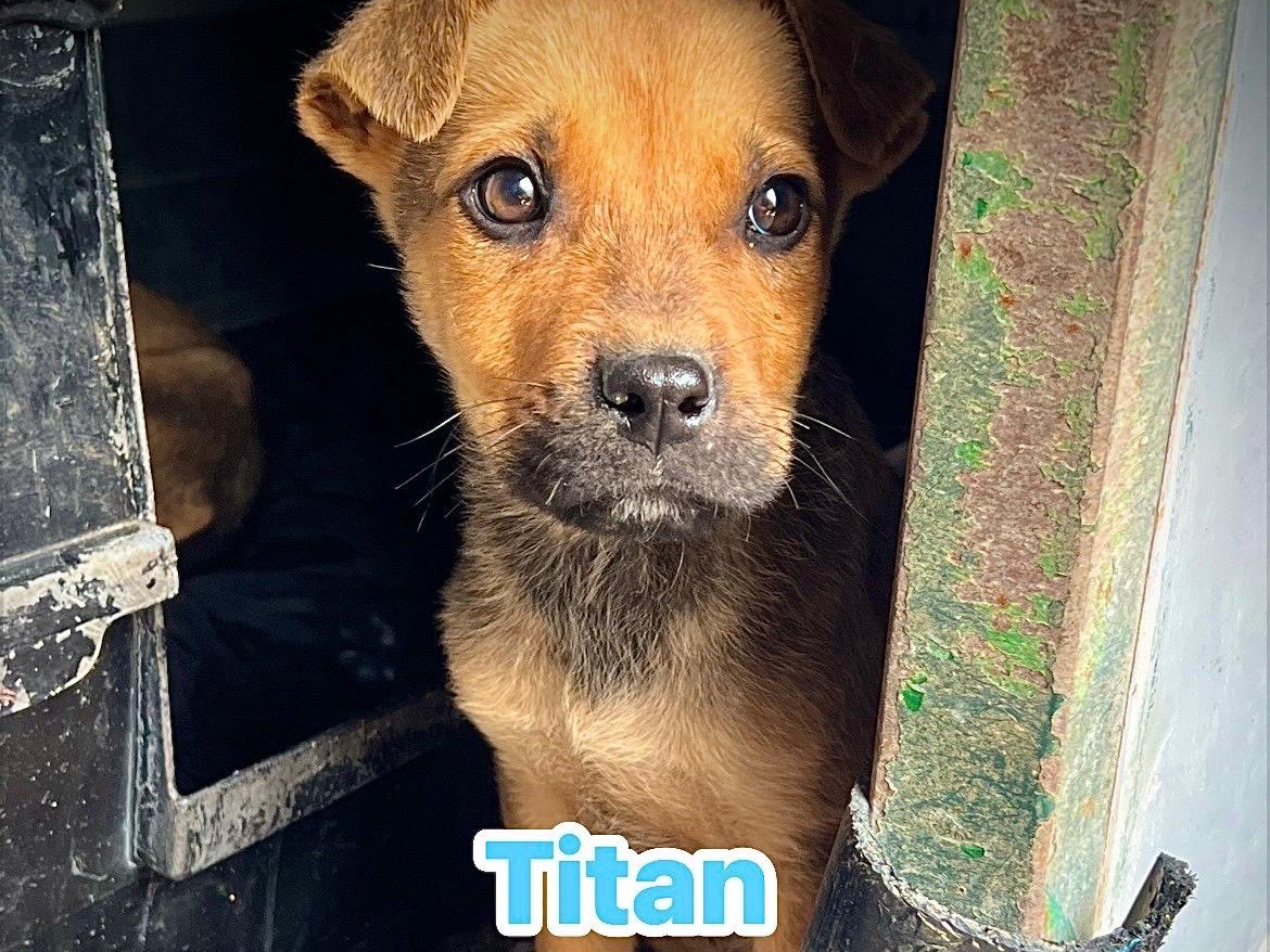 Adozione cane, maschio, Pitbull Razza sconosciuta, 3 mesi, taglia media, Bari