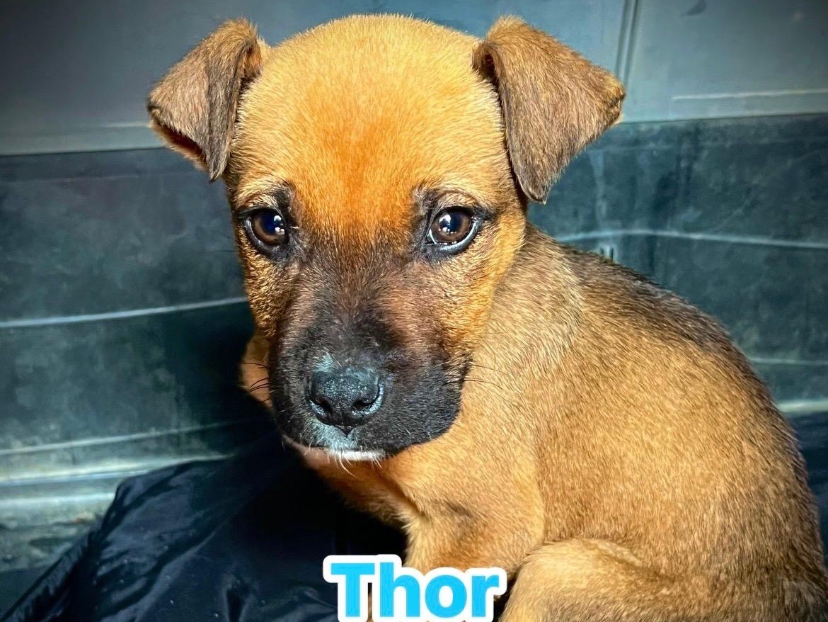 Adotta un cane, maschio, 3 mesi, Bari