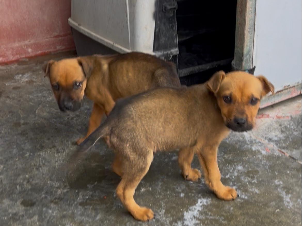 Adotta un cane, taglia media, maschio, Bari