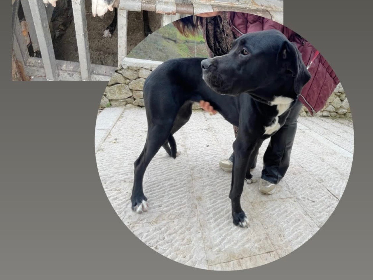 Adozione cane, femmina, Alano Razza sconosciuta, 7 mesi, taglia grande, Foggia