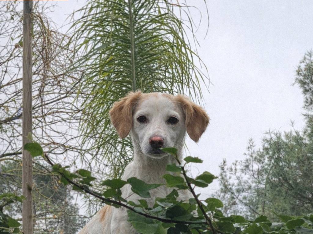 Adozione cane, femmina, Razza sconosciuta Razza sconosciuta, 1 anno e 2 mesi, taglia piccola, Caltanissetta