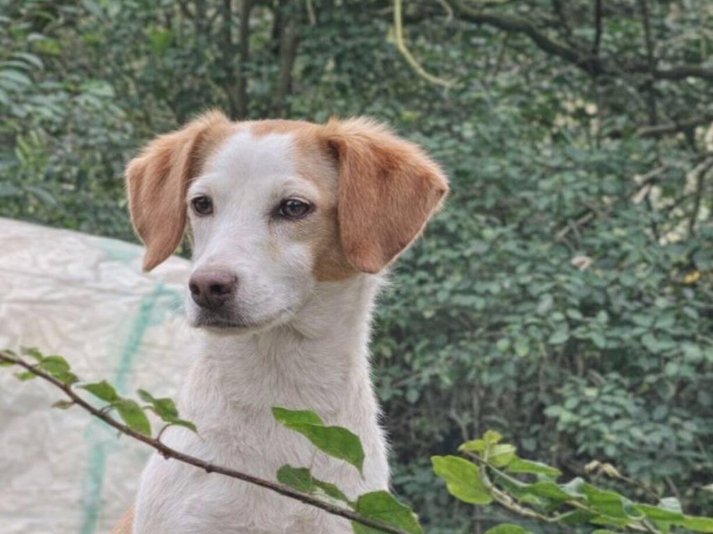 Adotta un cane, femmina, 1 anno e 2 mesi, Caltanissetta