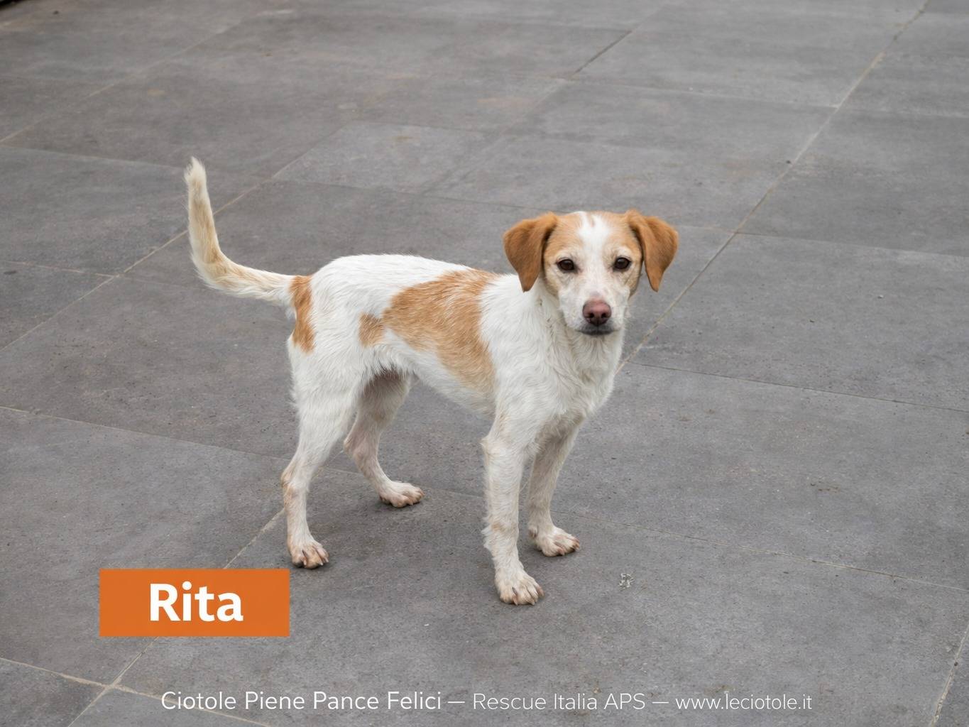 Adotta un cane, taglia piccola, femmina, Caltanissetta