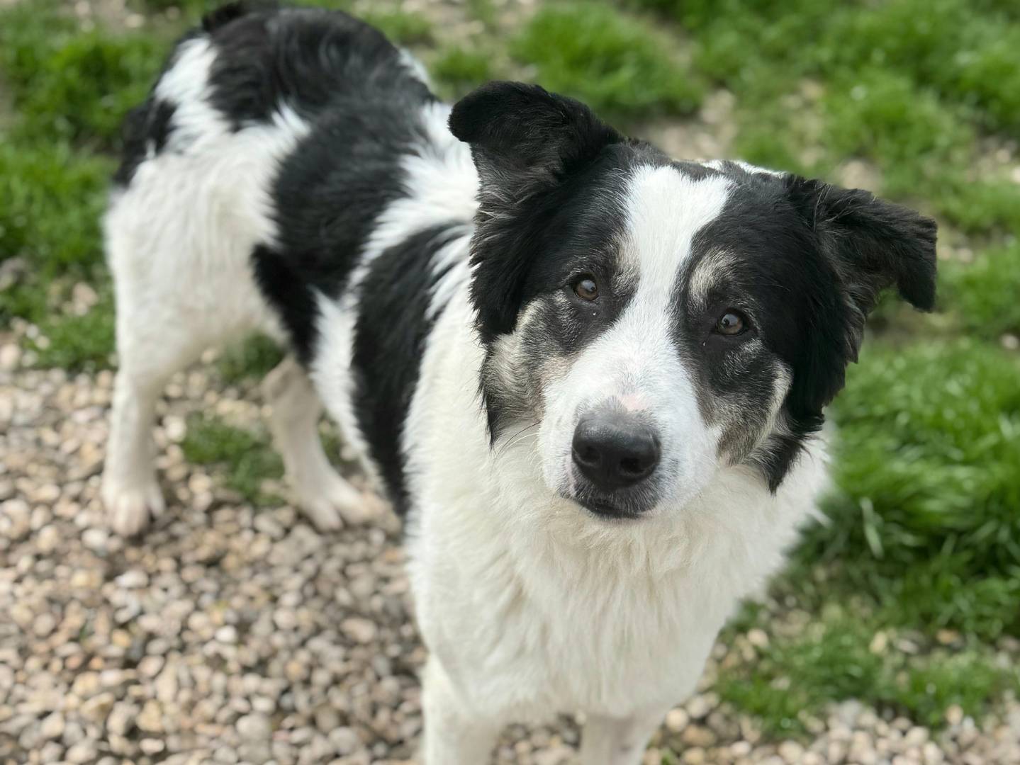 Adotta un cane, taglia media, maschio, Teramo