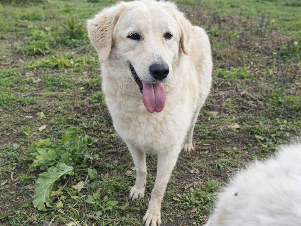 Adotta un cane, femmina, 2 anni e 3 mesi, Avellino
