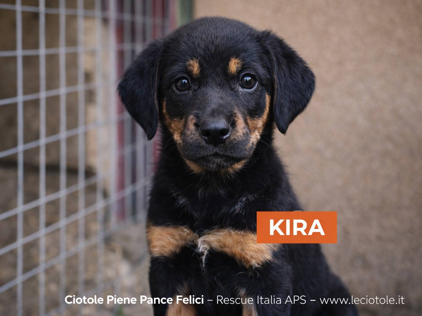 Adozione cane, femmina, Razza sconosciuta Razza sconosciuta, 3 mesi, taglia media, Avellino