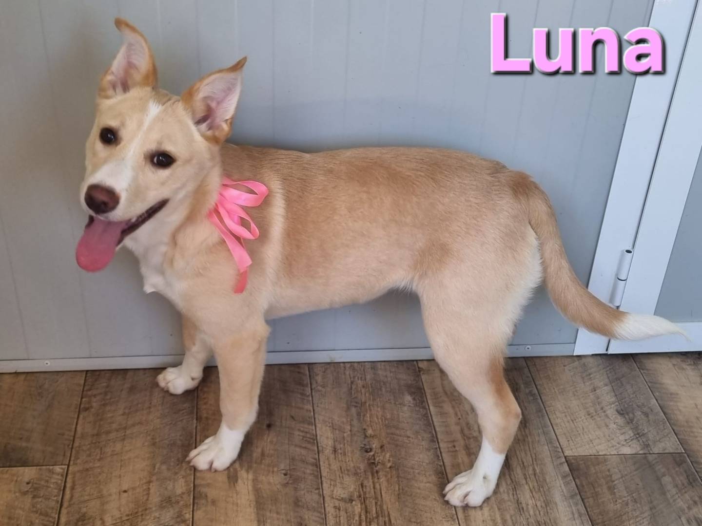 Adotta un cane, taglia media, femmina, Taranto