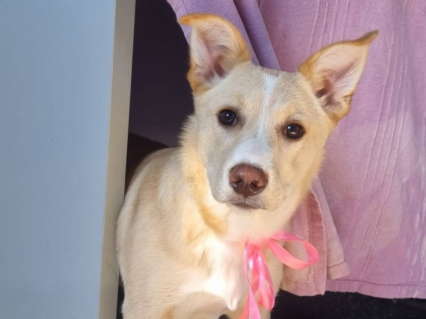 Vuoi adottare un cane a Taranto?