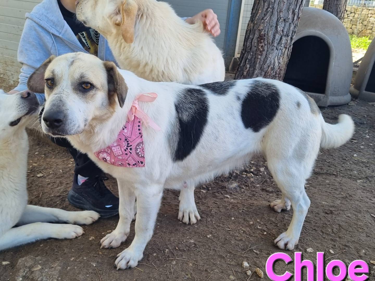 Vuoi adottare un cane a Taranto?