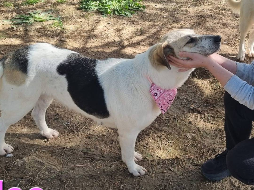 Adotta il cane Chloe a Taranto