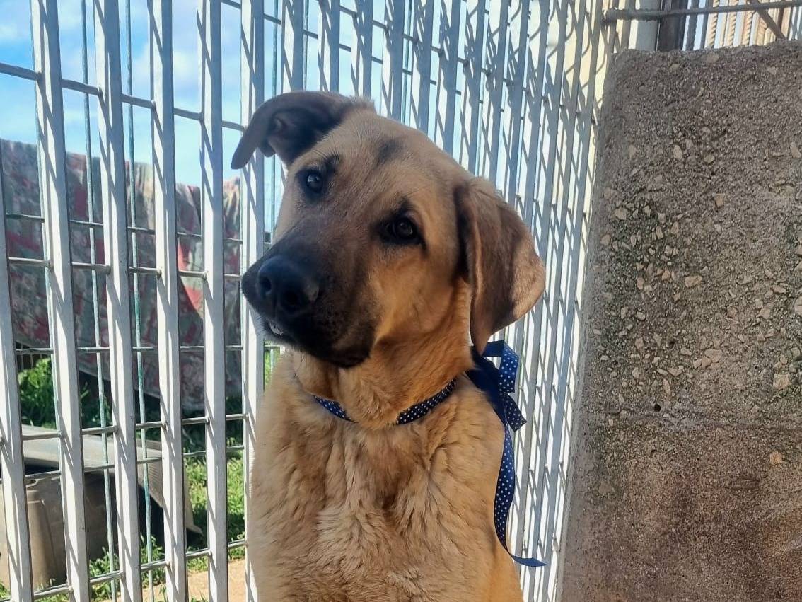 Adozione cane, maschio, Razza sconosciuta Razza sconosciuta, 8 mesi, taglia grande, Taranto