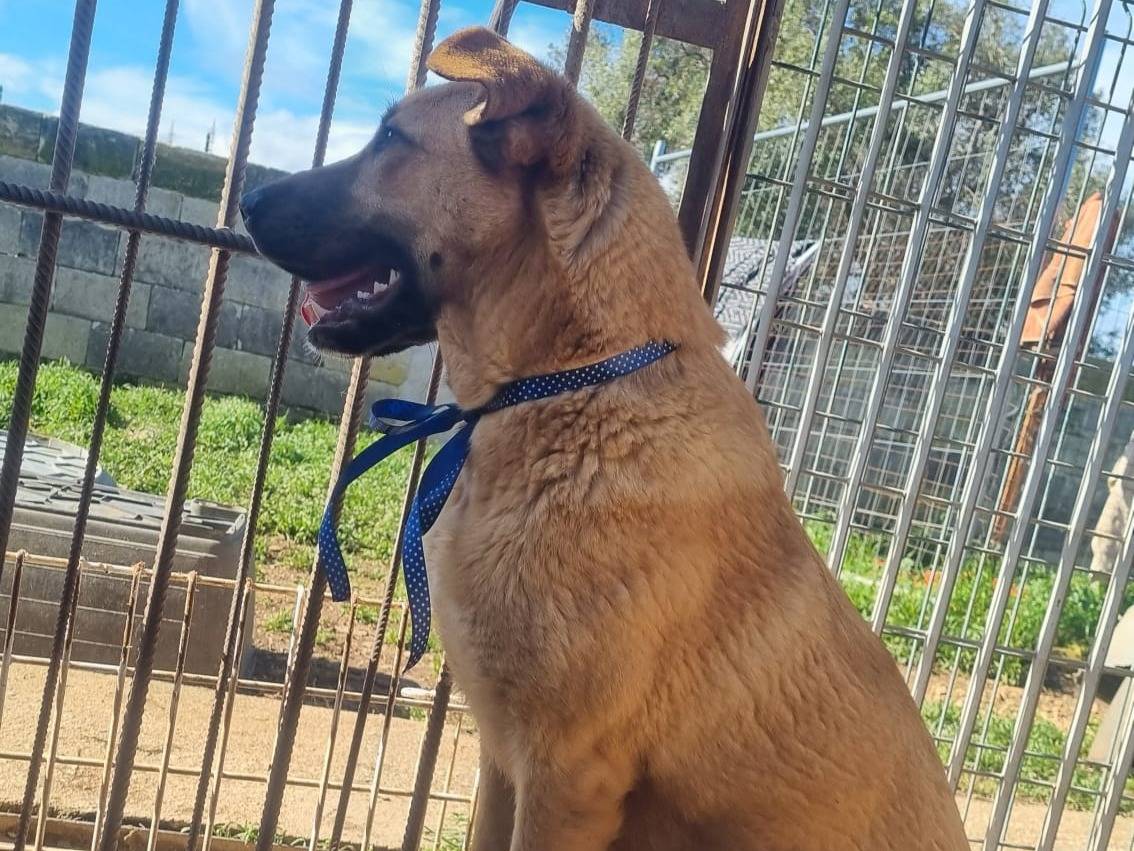 Adotta un cane, maschio, 8 mesi, Taranto