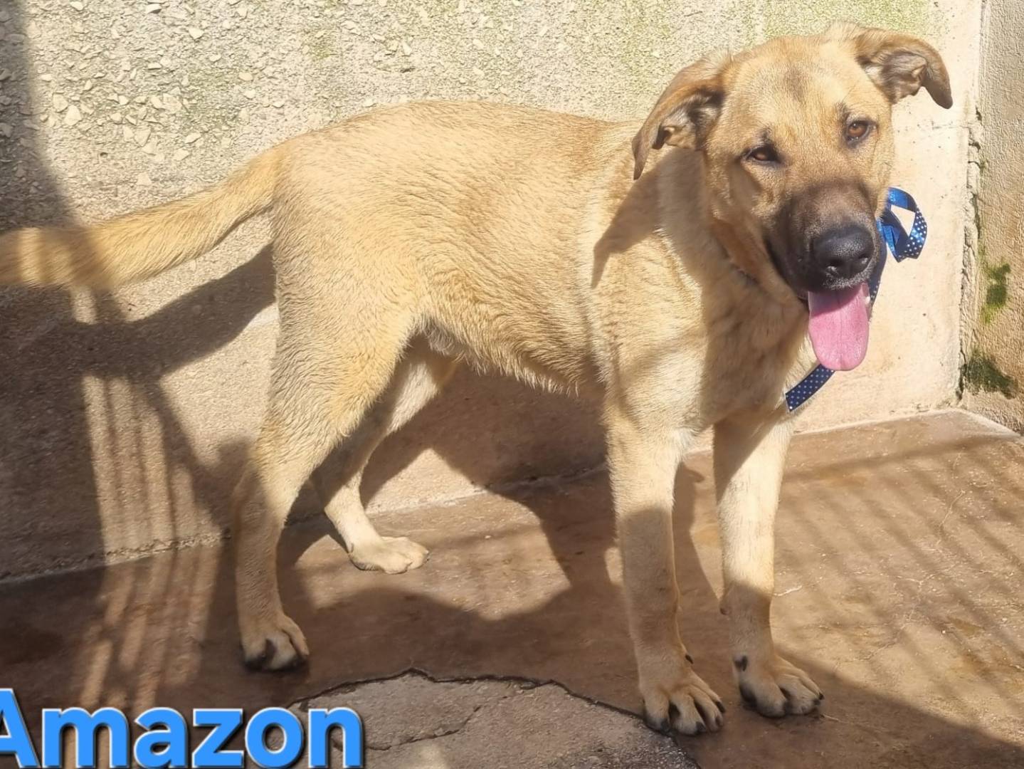 Adotta un cane, taglia grande, maschio, Taranto