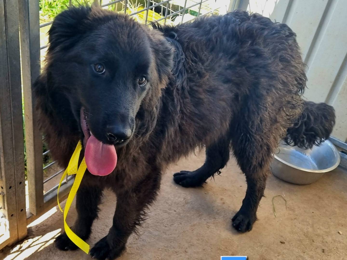 Adozione cane, maschio, Razza sconosciuta Razza sconosciuta, 8 mesi, taglia grande, Taranto