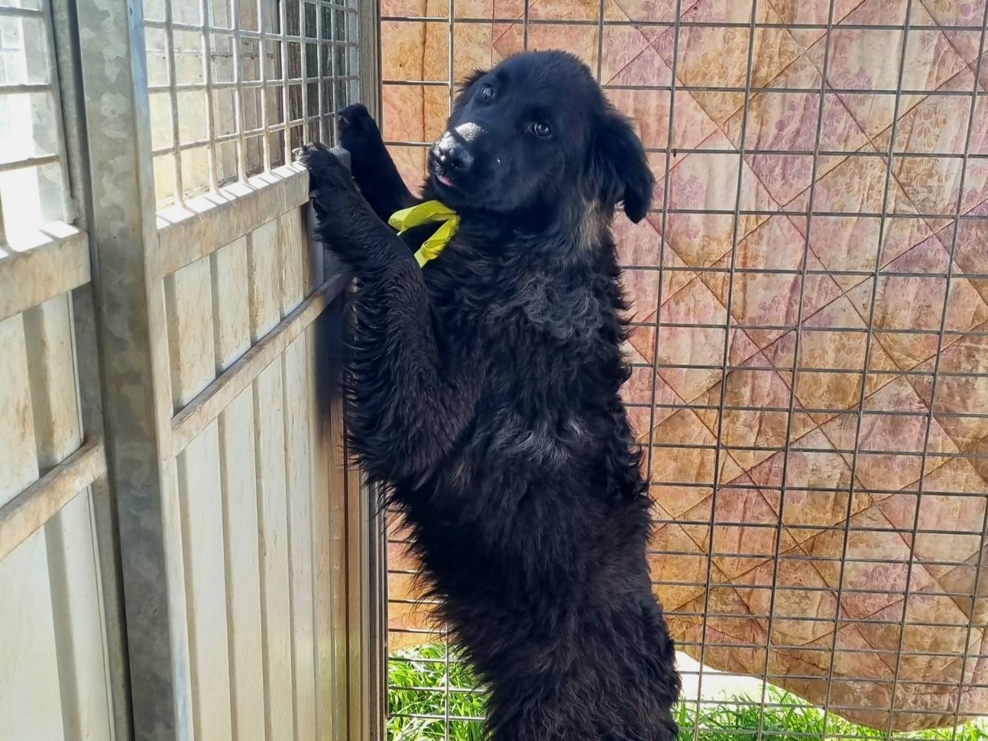 Adotta un cane, maschio, 8 mesi, Taranto