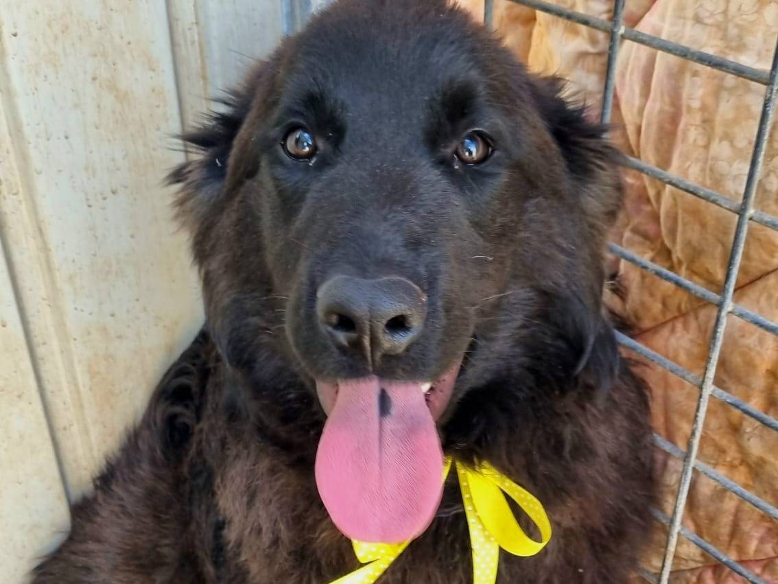 Adotta un cane, taglia grande, maschio, Taranto