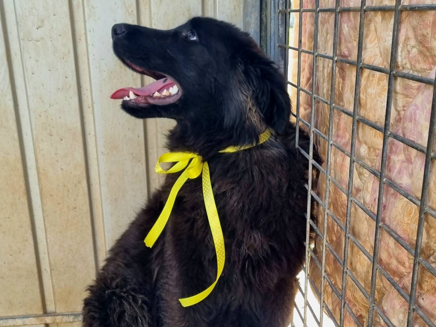 Vuoi adottare un cane a Taranto?