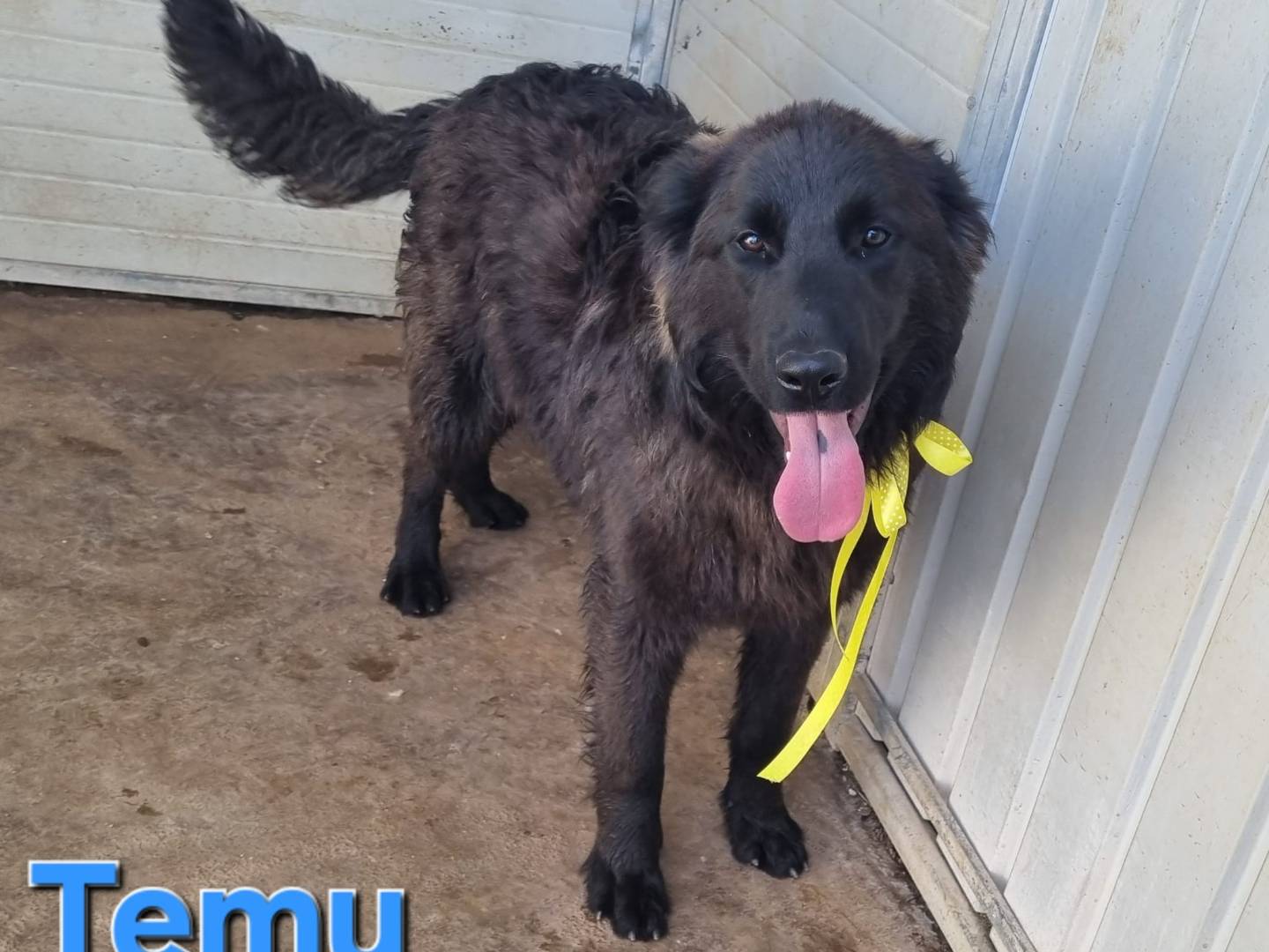 Adotta il cane Temu a Taranto