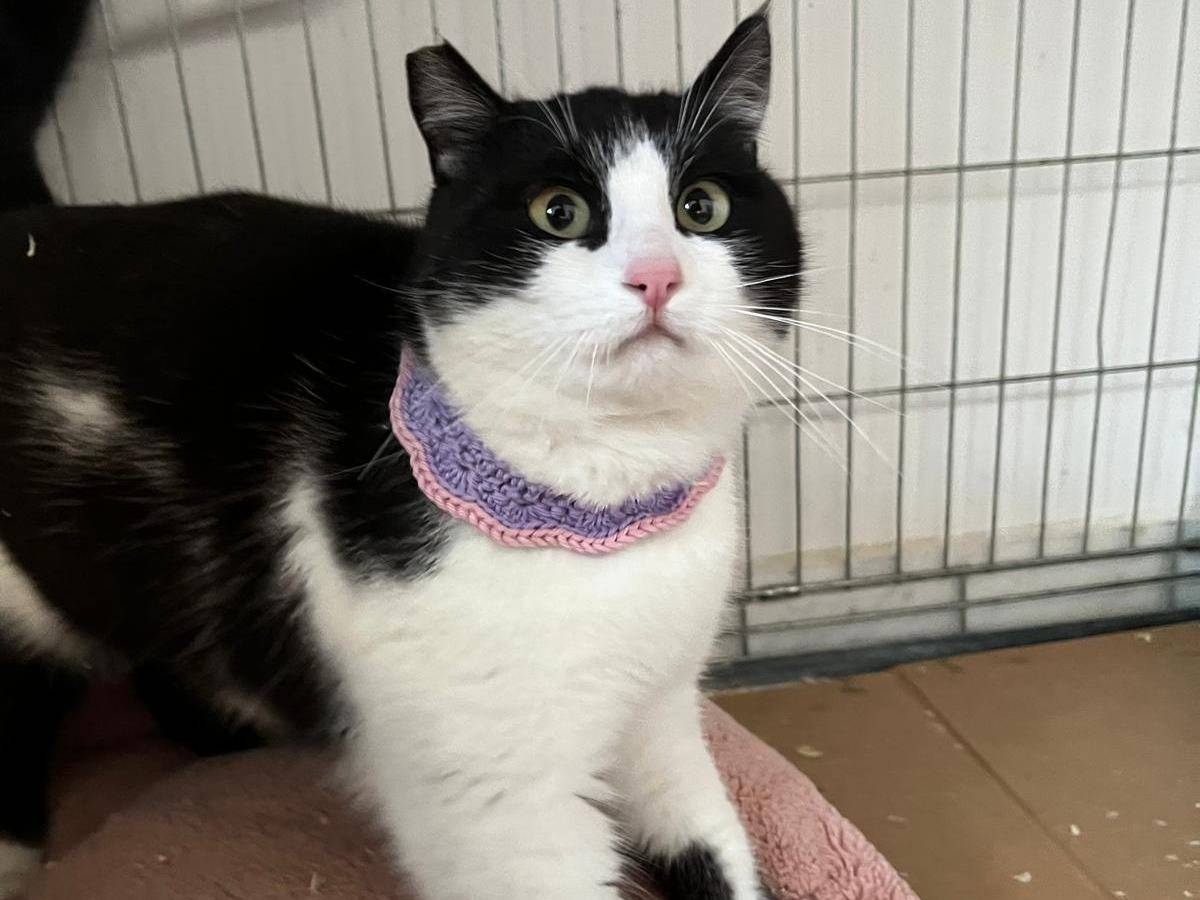 Vuoi adottare un gatto a Barletta?