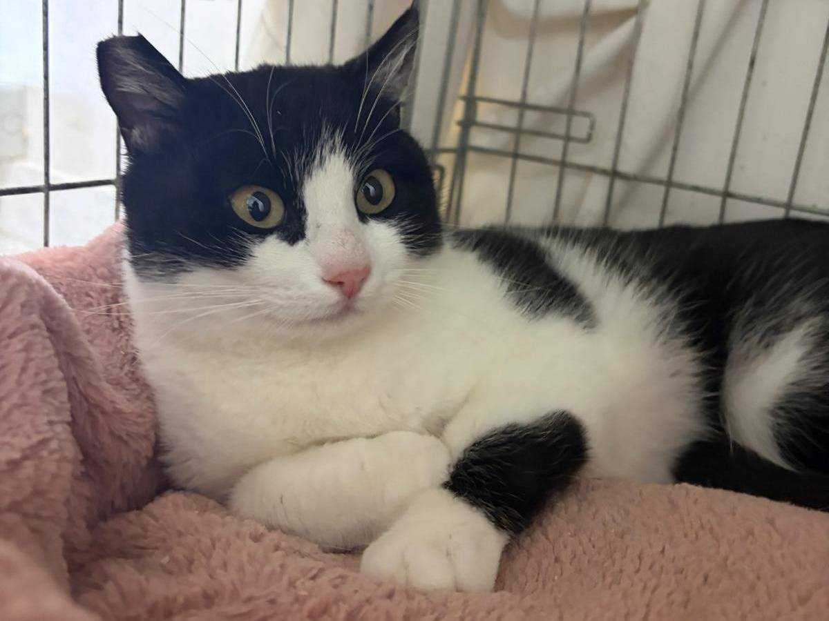 Adotta il gatto Sissi a Barletta