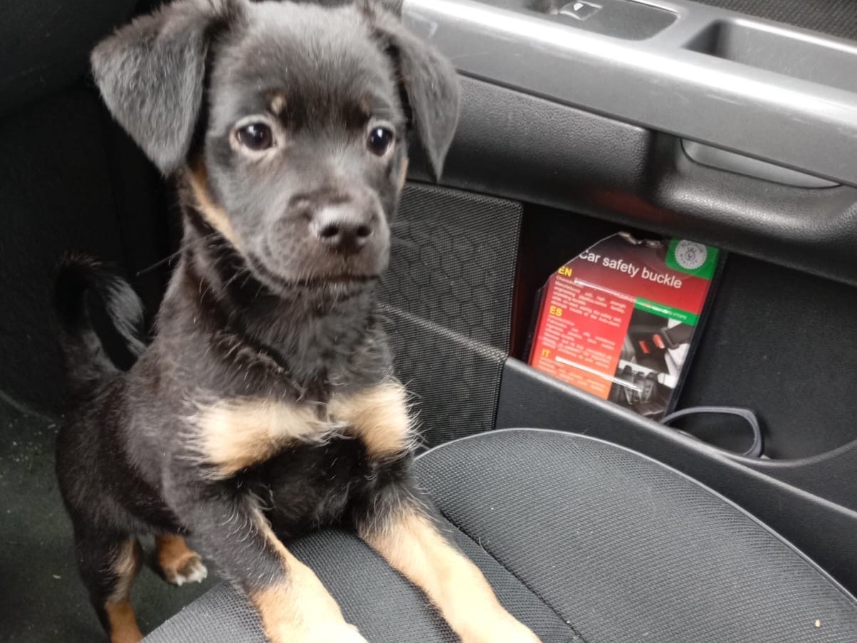 Adozione cane, maschio, Razza sconosciuta Razza sconosciuta, 2 mesi, taglia piccola, Avellino