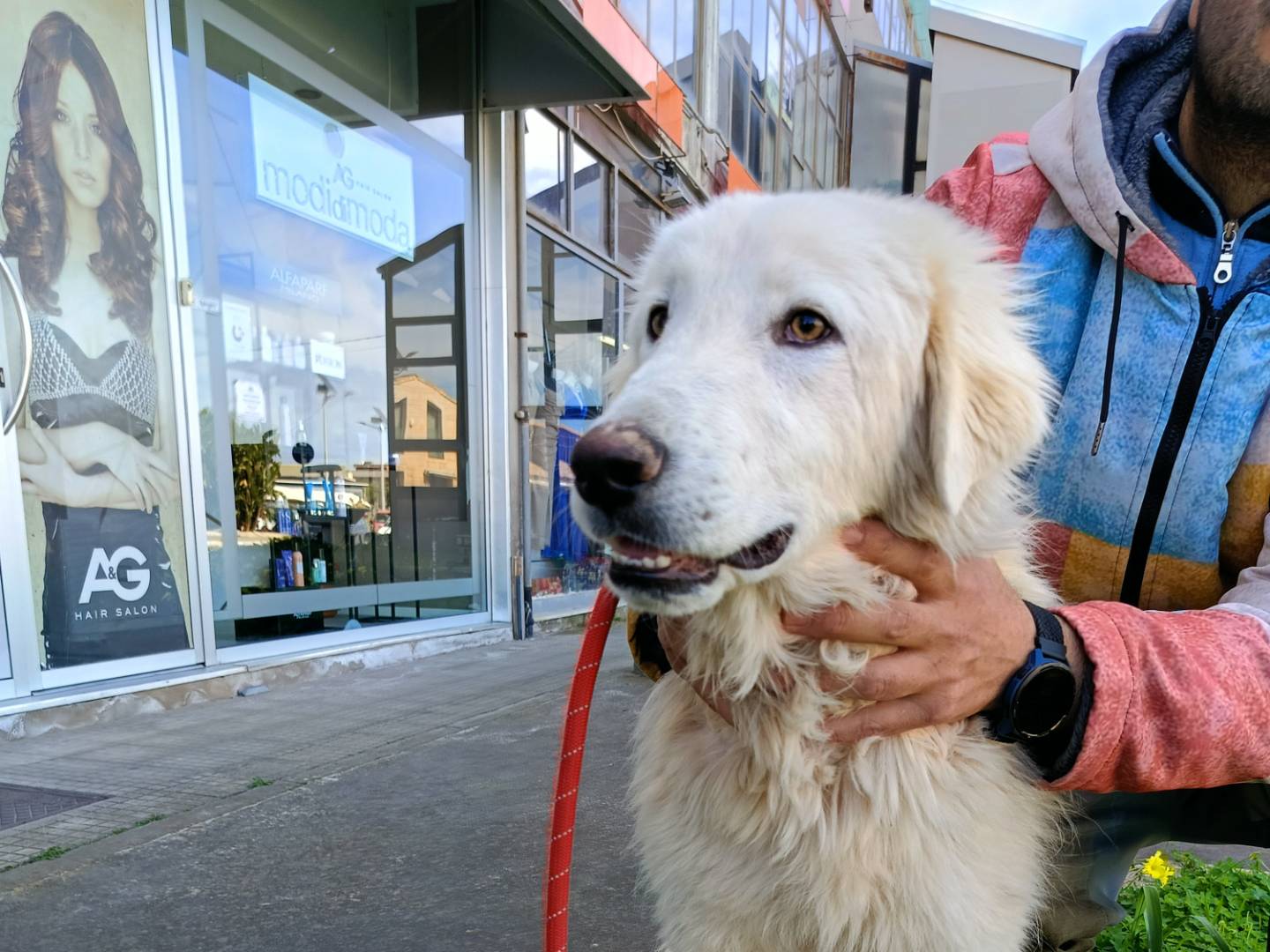 Adotta un cane, maschio, 10 mesi, Siracusa