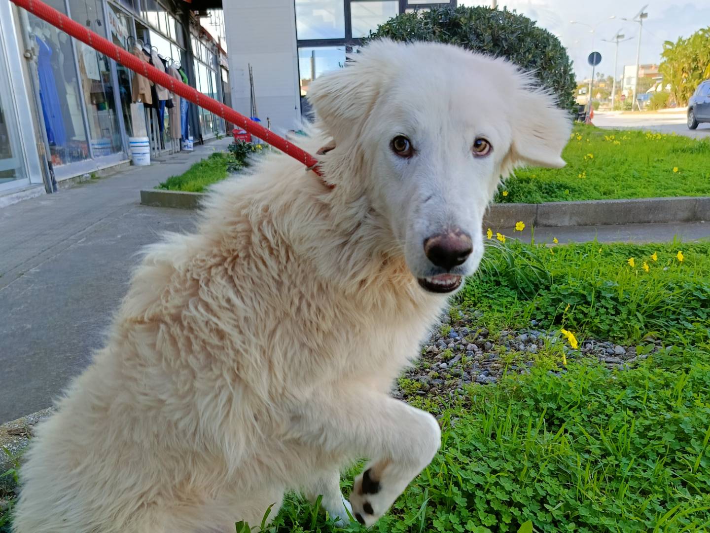 Vuoi adottare un cane a Siracusa?