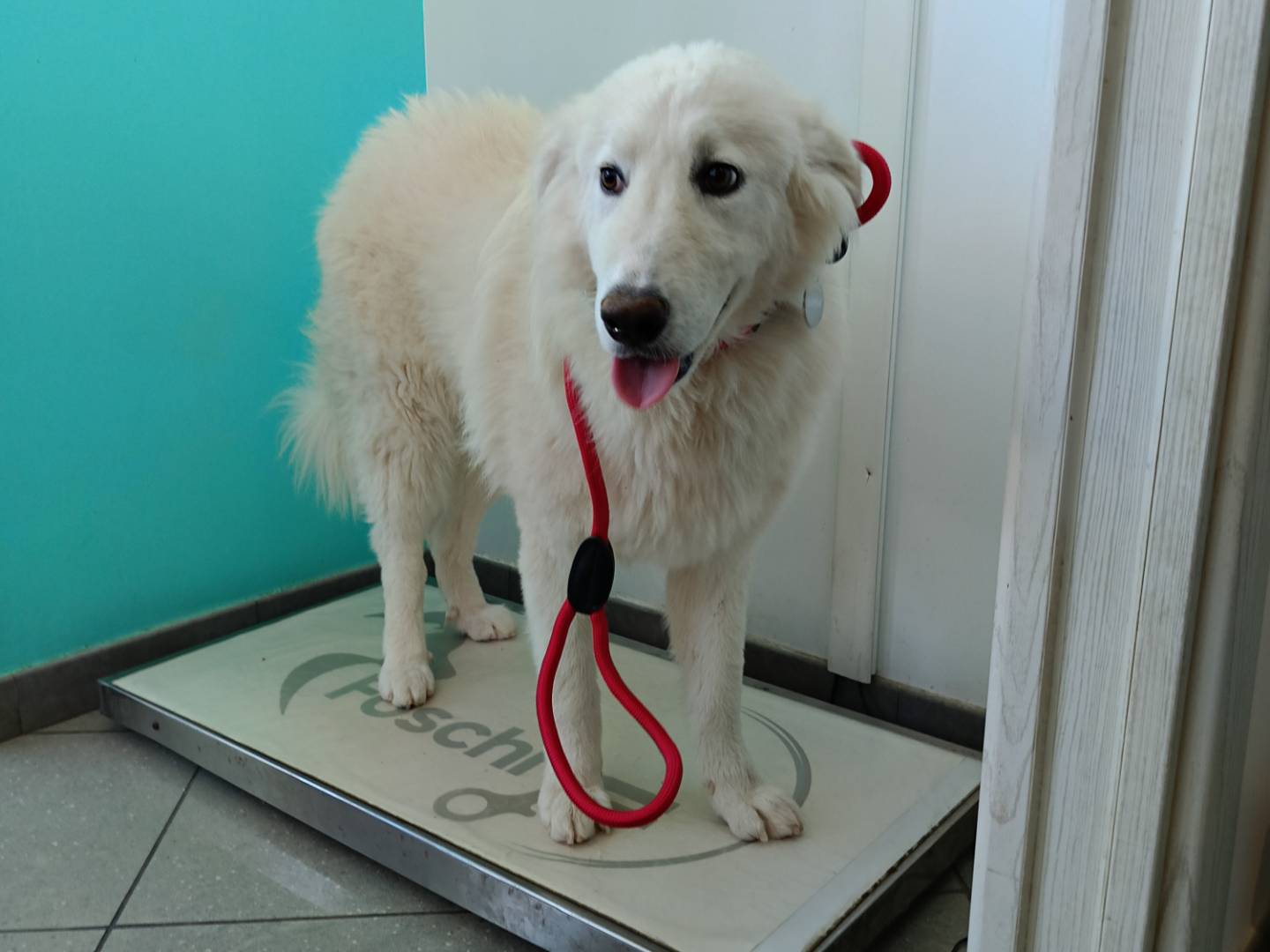 Vuoi adottare un cane a Siracusa?