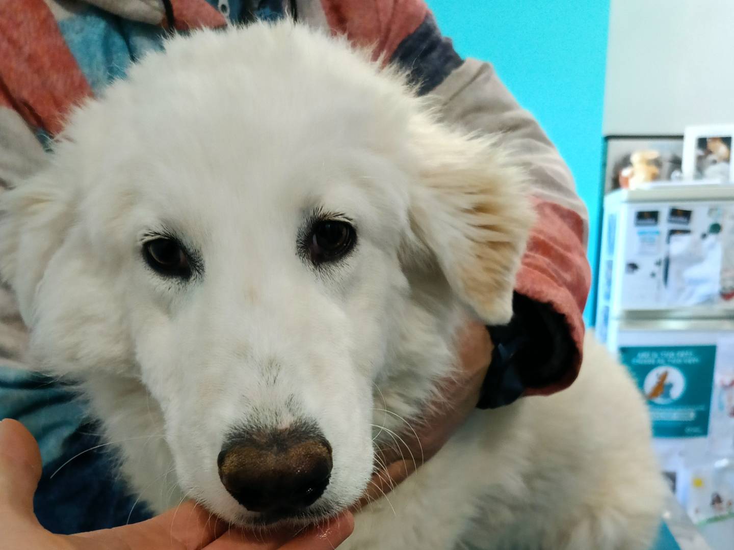 Adotta il cane AGNES a Siracusa