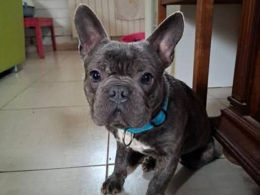 Adotta il cane Shamus a Bari